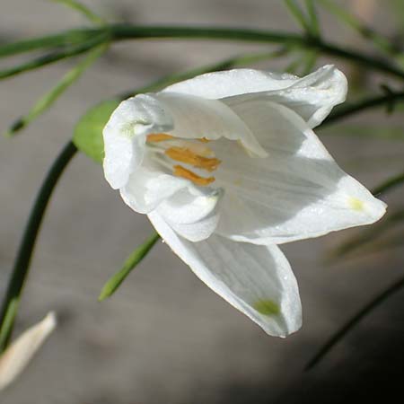 Leucojum aestivum \ Sommer-Knotenblume, F Camargue,  Mas-Thibert 2.5.2023