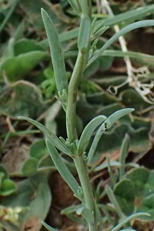 Linaria arvensis \ Acker-Leinkraut / Corn Toadflax, F St. Martin-de-Crau 17.3.2024