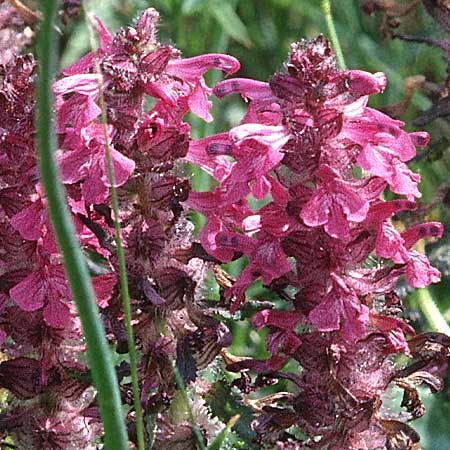 Pedicularis verticillata \ Quirlblttriges Lusekraut, F Pyrenäen, Corsavy 24.6.2001