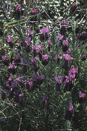 Lavandula stoechas \ Schopf-Lavendel / French Lavender, F Maures, Grimaud 11.5.1984