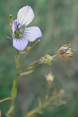 Linum bienne \ Zweijhriger Lein / Pale Flax, F S. Gilles 7.6.2006