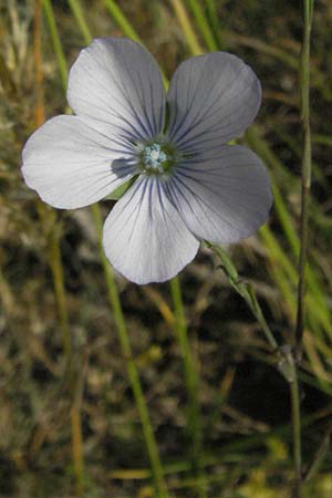 Linum bienne \ Zweijhriger Lein / Pale Flax, F Causse du Larzac 8.6.2006