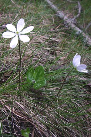 Hepatica nobilis \ Leberblmchen / Liverleaf, F Pyrenäen/Pyrenees, Eyne 25.6.2008