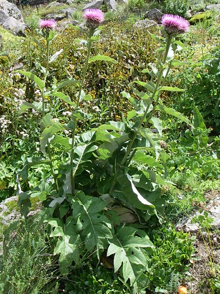 Rhaponticum heleniifolium subsp. bicknellii \ Bicknells Bergscharte / Bicknell's Knapweed, F Vogesen/Vosges, Botan. Gar.  Haut Chitelet 5.8.2008