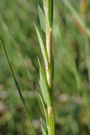 Linum bienne \ Zweijhriger Lein / Pale Flax, F Camargue,  Salin-de-Giraud 3.5.2023