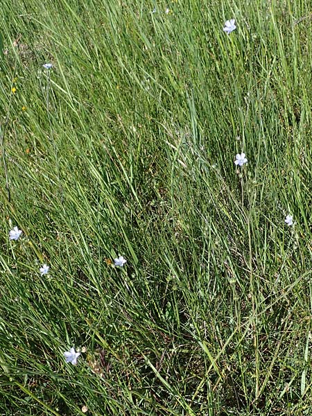 Linum bienne \ Zweijhriger Lein / Pale Flax, F Camargue,  Salin-de-Giraud 3.5.2023