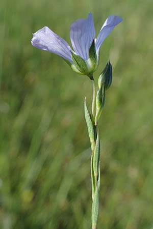 Linum bienne \ Zweijhriger Lein, F Camargue,  Salin-de-Giraud 3.5.2023