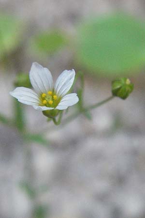 Linum catharticum \ Purgier-Lein / Fairy Flax, F Nyons 10.6.2006