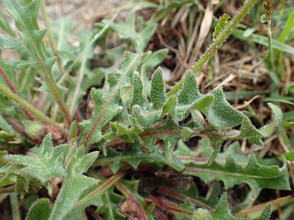 Leontodon crispus \ Krauser Lwenzahn / Hawkbit, F Col de la Bonette 8.7.2016