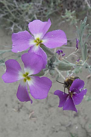 Malcolmia littorea \ Strand-Meerviole / Sand Stock, Silver Sea Stock, F Camargue 13.5.2007