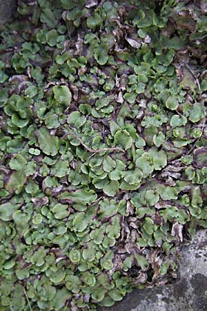 Marchantia polymorpha \ Brunnen-Lebermoos / Liverwort, F Pyrenäen/Pyrenees, Olette 14.5.2007