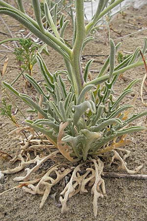 Matthiola sinuata \ Gebuchtete Levkoje, F Sète 5.6.2009