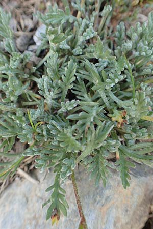 Leucanthemopsis alpina \ Alpen-Margerite, F Pyrenäen, Eyne 4.8.2018