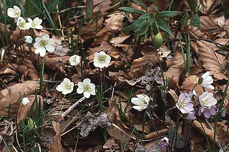 Hepatica nobilis \ Leberblümchen / Liverleaf, F Pyrenäen/Pyrenees, Cirque de Gavarnie 17.4.1988