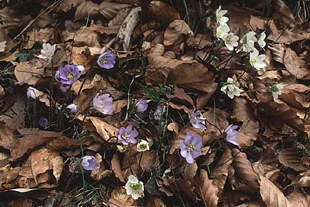 Hepatica nobilis \ Leberblmchen / Liverleaf, F Pyrenäen/Pyrenees, Cirque de Gavarnie 17.4.1988