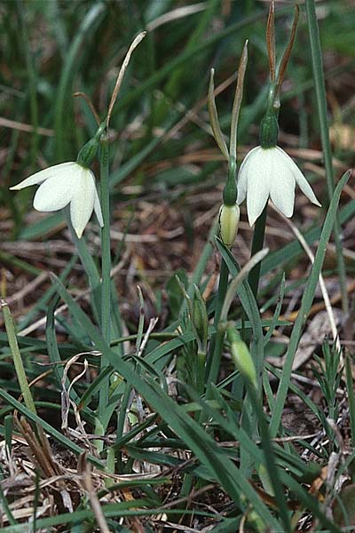 Acis nicaeensis \ Nizza-Knotenblume / Nice Snowflake, F Col d'Eze 16.4.2001