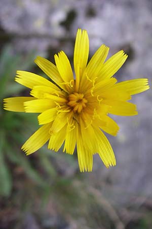 Scorzoneroides helvetica \ Schweizer Schuppenlwenzahn / Swiss Hawkbit, F Vogesen/Vosges, Col de la Schlucht 5.8.2008