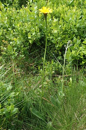 Scorzoneroides helvetica \ Schweizer Schuppenlwenzahn / Swiss Hawkbit, F Vogesen/Vosges, Grand Ballon 18.6.2019