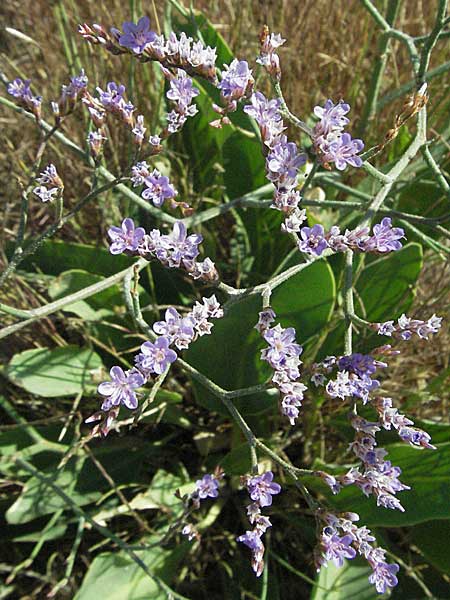 Limonium vulgare \ Strandflieder, F S. Gilles 7.6.2006