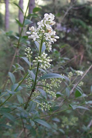 Ligustrum vulgare / Wild Privet, F Causse du Larzac 7.6.2006