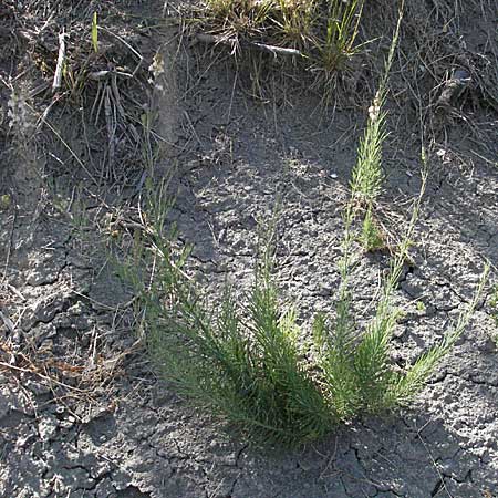 Linaria repens / Pale Toadflax, F Serres 10.6.2006