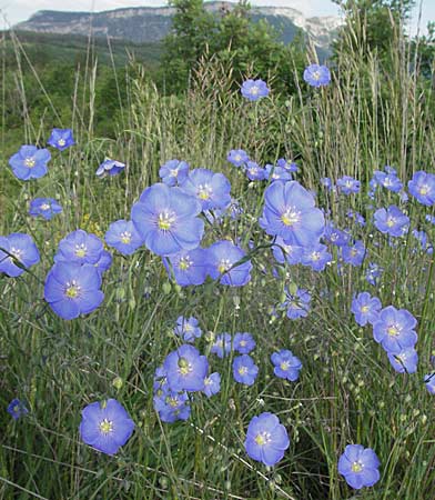 Linum narbonense \ Spanischer Lein, F Serres 12.5.2007