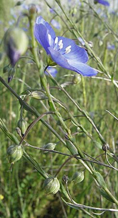 Linum narbonense \ Spanischer Lein, F Serres 12.5.2007