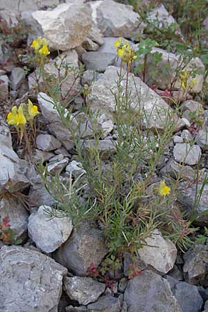 Linaria supina \ Niedriges Leinkraut / Prostrate Toadflax, F Clue de Chabrieres 12.5.2007