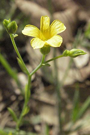 Linum trigynum \ Dreigriffeliger Lein / Southern Flax, F Maures, Bois de Rouquan 12.5.2007