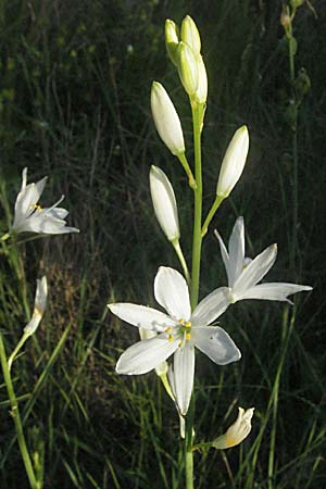 Anthericum liliago \ Astlose Graslilie / St. Bernard's Lily, F Maures, Bois de Rouquan 12.5.2007