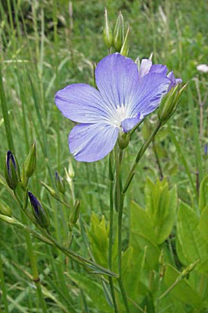 Linum narbonense \ Spanischer Lein / Narbonne Flax, F Corbières, Talairan 13.5.2007