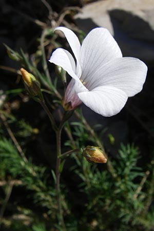 Linum suffruticosum / White Flax, F Col de Gleize 22.6.2008