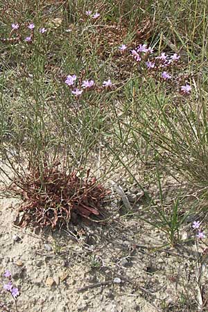 Limonium vulgare ? \ Strandflieder, F Toreilles 24.6.2008