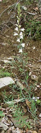 Linaria repens x vulgaris / Hybrid Toadflax, F Vosges, Le Markstein 5.8.2008