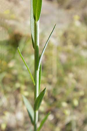 Linum narbonense \ Spanischer Lein, F Causse de Blandas 30.5.2009