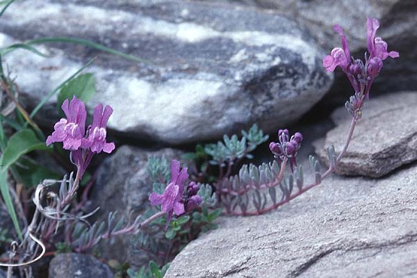 Linaria alpina \ Alpen-Leinkraut / Alpine Toadflax, F Termignon 28.6.1998