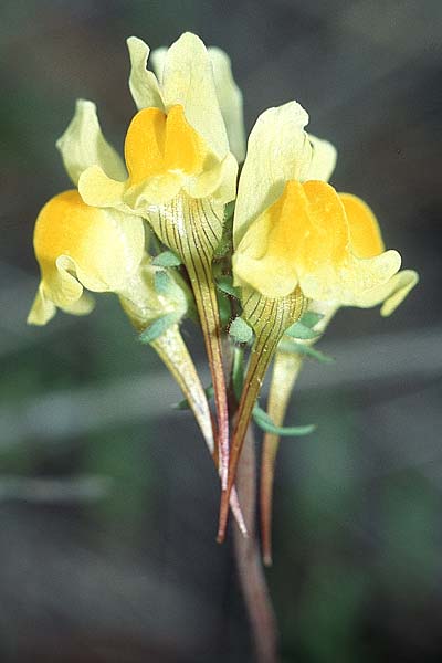 Linaria supina \ Niedriges Leinkraut / Prostrate Toadflax, F Carcassonne 10.4.2004