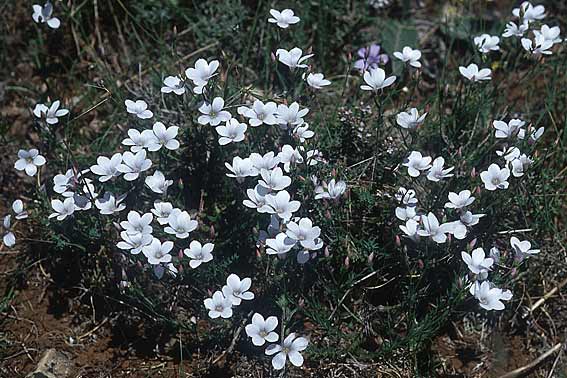 Linum suffruticosum \ Strauchiger Lein, F Dept. Aveyron,  Tiergues 28.5.2005