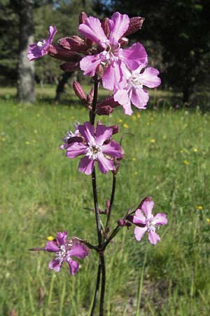 Silene viscaria \ Gewhnliche Pechnelke, F Mont Aigoual 8.6.2006