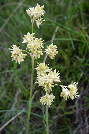 Luzula lutea \ Gold-Hainsimse / Yellow Wood-Rush, F Pyrenäen/Pyrenees, Eyne 25.6.2008