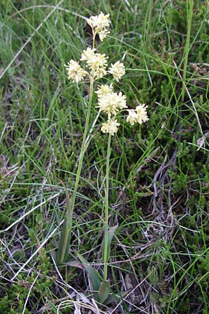 Luzula lutea \ Gold-Hainsimse / Yellow Wood-Rush, F Pyrenäen/Pyrenees, Eyne 25.6.2008