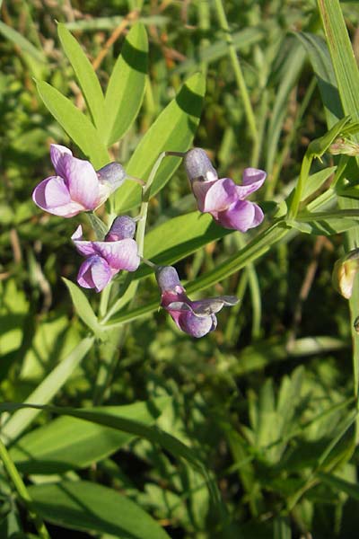 Lathyrus linifolius / Bitter Vetchling, F Auvergne Donjon 27.8.2011