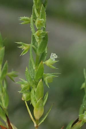 Lysimachia linum-stellatum \ Stern-Lein, F Martigues 17.3.2024