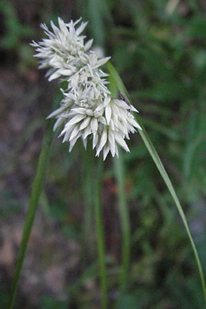 Luzula nivea \ Schneeweie Hainsimse / Swow-white Wood-Rush, F Mont Aigoual 8.6.2006