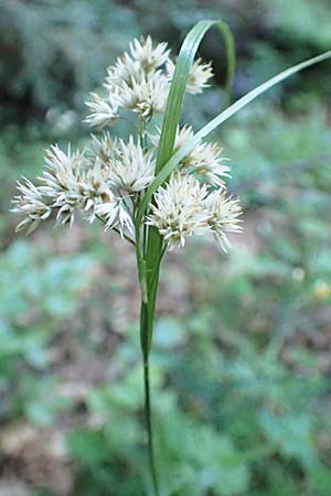 Luzula nivea \ Schneeweie Hainsimse / Swow-white Wood-Rush, F Pyrenäen/Pyrenees, Canigou 24.7.2018