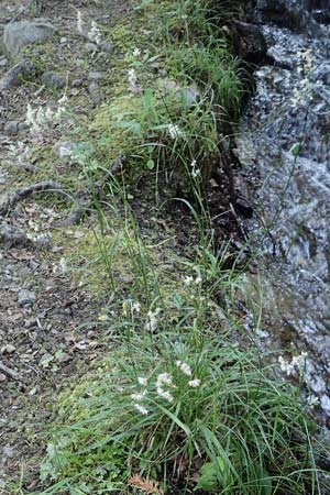 Luzula nivea \ Schneeweie Hainsimse / Swow-white Wood-Rush, F Pyrenäen/Pyrenees, Canigou 24.7.2018