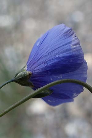 Linum narbonense \ Spanischer Lein / Narbonne Flax, F Guillestre 30.4.2023