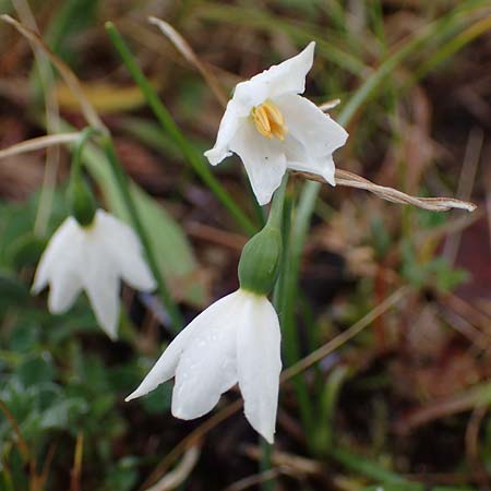 Acis nicaeensis \ Nizza-Knotenblume / Nice Snowflake, F Col d'Eze 1.5.2023