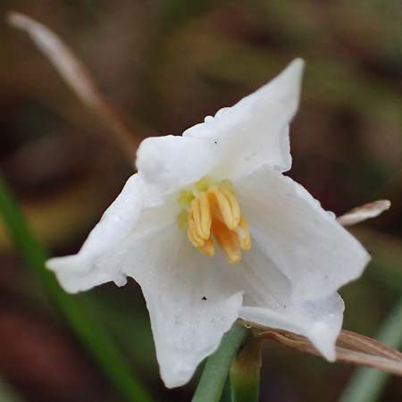 Acis nicaeensis \ Nizza-Knotenblume / Nice Snowflake, F Col d'Eze 1.5.2023