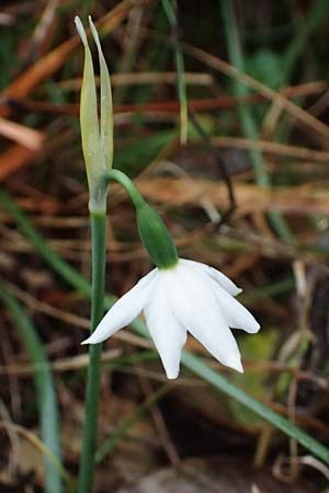 Acis nicaeensis \ Nizza-Knotenblume / Nice Snowflake, F Col d'Eze 1.5.2023